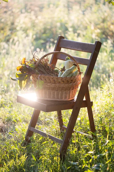 Bahçede Bir Sepet Sebze Duruyor — Stok fotoğraf