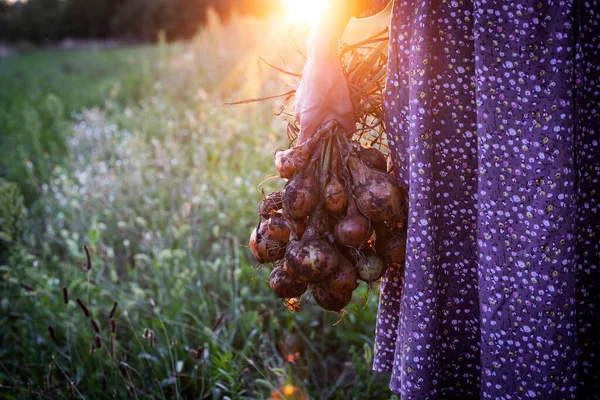 Gardener Girl Holds Uma Cebola Sua Mão Pôr Sol Ligh — Fotografia de Stock