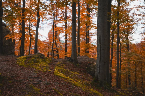 Güzel Sonbahar Kayın Ormanı Karpatlar Ukrayna Dovbush Kayaları — Stok fotoğraf