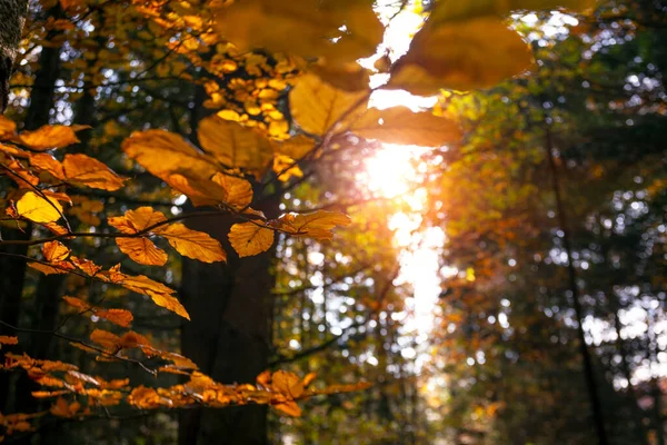 美丽的秋天山毛榉林 喀尔巴阡山 乌克兰 — 图库照片