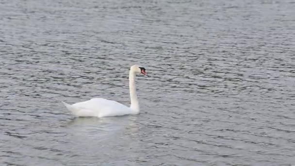 Hermoso Cisne Flotando Lago Día Soleado — Vídeos de Stock