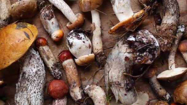 Diversos Cogumelos Silvestres Frescos Variam Fundo Madeira — Vídeo de Stock