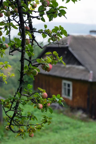 Äppelträd Gren Mot Bakgrund Ett Hus Berget — Stockfoto