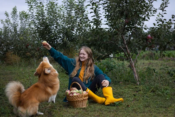 Όμορφο Κορίτσι Και Corgi Σκυλί Ένα Καλάθι Μήλα Στο Παρασκήνιο — Φωτογραφία Αρχείου