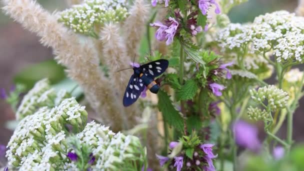 Papillon Assis Sur Une Fleur Jardin Gros Plan — Video