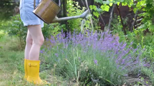 Meisje Dat Lavendelbloemen Water Geeft Zonnige Zomertuin — Stockvideo