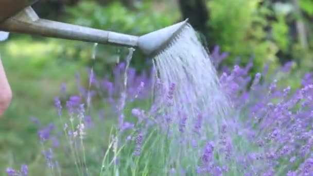 Flicka Vattna Lavendel Blommor Den Soliga Sommarträdgården — Stockvideo