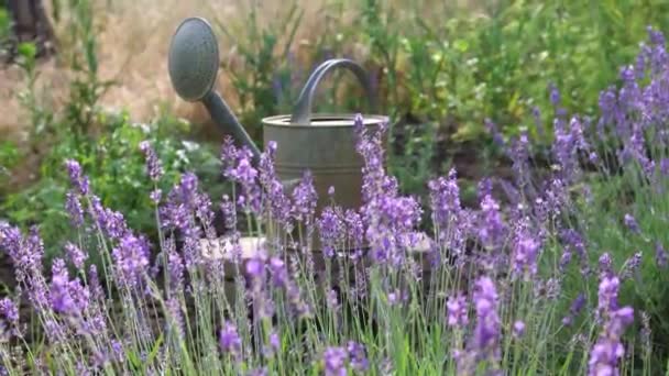 Purple Blooming Lavender Flowers Close View — Stockvideo