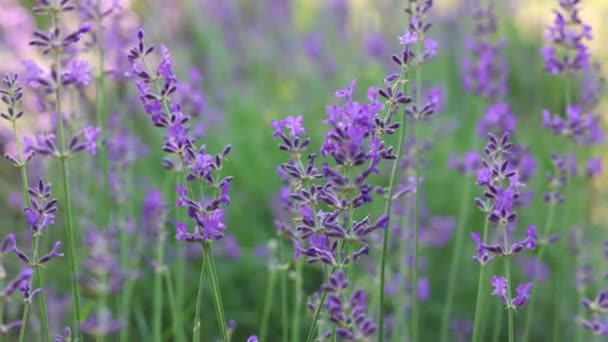 Purple Blooming Lavender Flowers Close View — Wideo stockowe