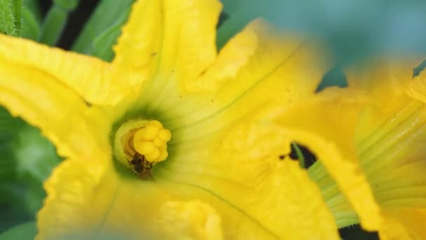 Blühende Gelbe Knochenmark Blumen Und Knochenmark Gemüse Wachsen Garten — Stockvideo