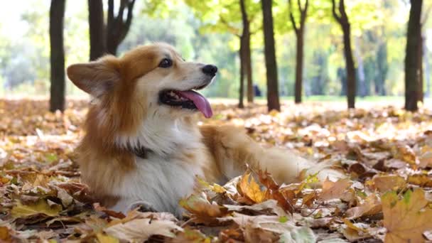 Beautiful Corgi Fluffy Walk Sunny Autumn Day — Stock Video