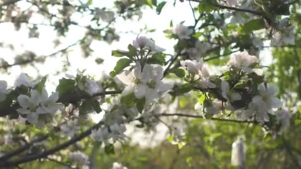 Apple Kvetoucí Strom Blízko Jaře — Stock video