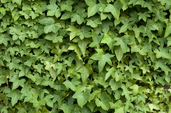 Ivy sur un mur — Photo