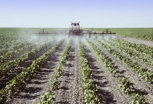 Spruzzare giovani piante di cotone in un campo — Foto Stock