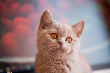 British breed kitten lilac color