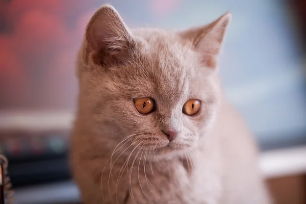 Kolor fioletowy kotek rasy brytyjskiej — Zdjęcie stockowe