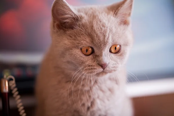 Raza británica gatito lila color — Foto de Stock