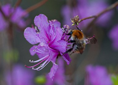 Bumblebee çiçek ormangülü üzerinde