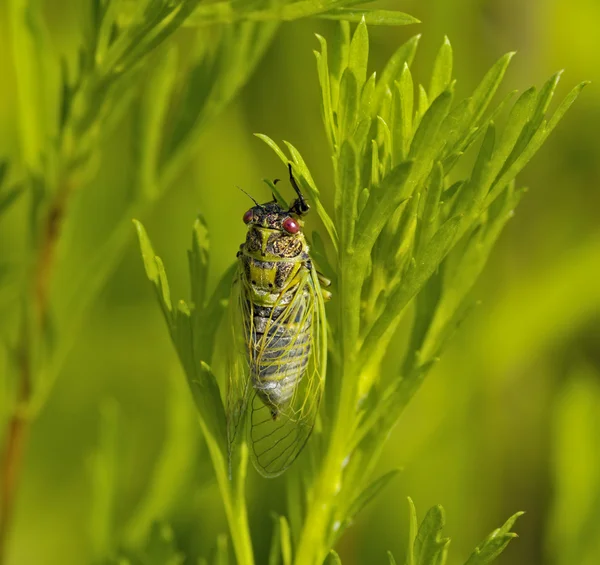 Bir böceği böcek — Stok fotoğraf