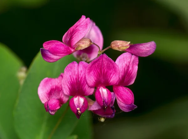 Skupina růžové květy — Stock fotografie