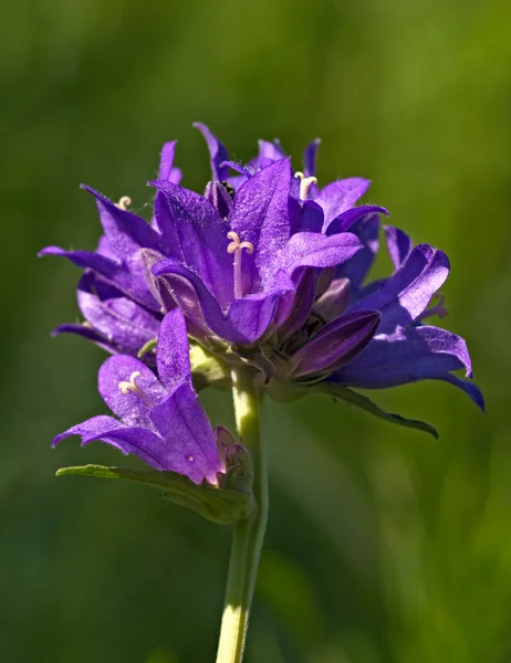 Grupo de flores violetas — Foto de Stock