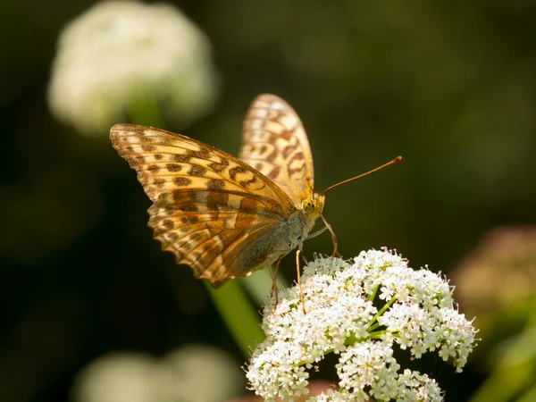 Пестрая коричневая бабочка — стоковое фото