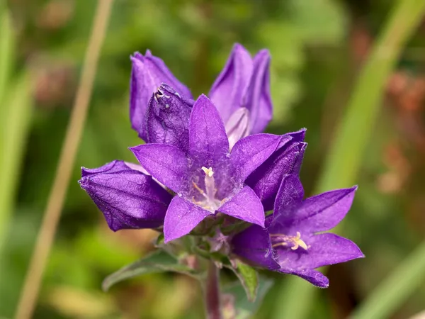 Grupo de flores violetas — Foto de Stock