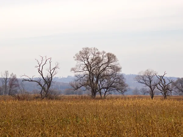 Herbstlandschaft am Rande des Waldes — Stockfoto