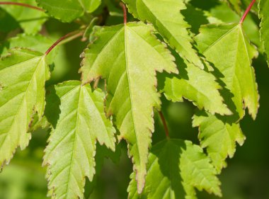 yeşil akçaağaç yaprakları doğal kökenli