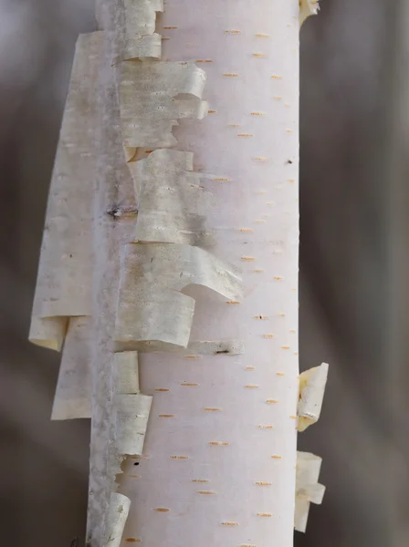 Σημύδα κορμός με λευκή bark — Φωτογραφία Αρχείου