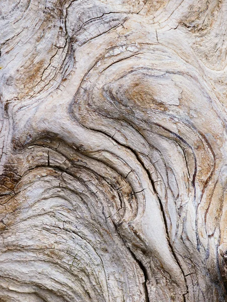 Natural background from bark of an old tree — Stock Photo, Image