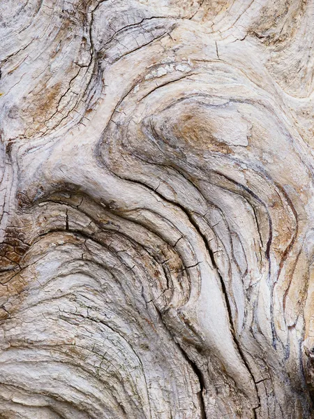 Natural background from bark of an old tree Royalty Free Stock Images