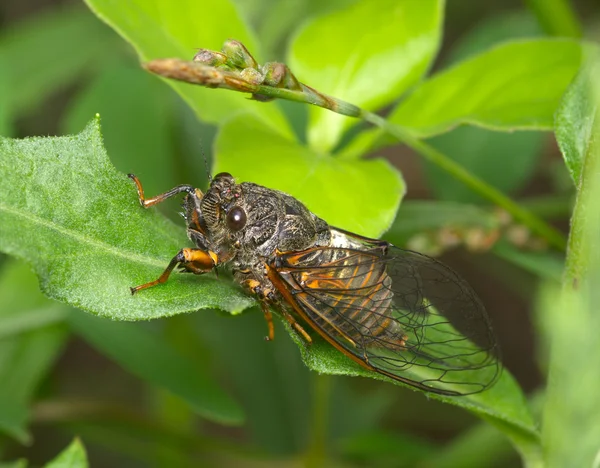 Insekt eine Zikade — Stockfoto