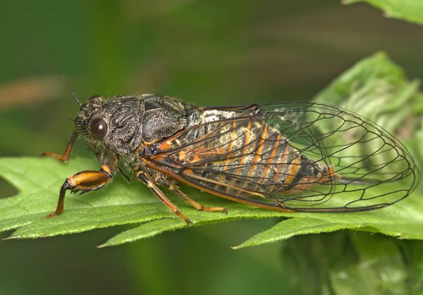 곤충 한 매미 — 스톡 사진