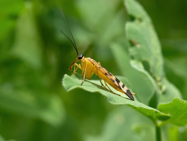 Mosca amarilla grande con una nariz larga —  Fotos de Stock