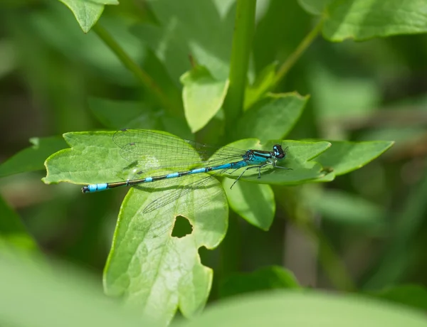 Libellule bleue sur une herbe — Photo