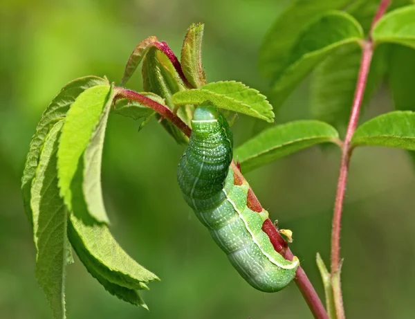 Große grüne Raupe — Stockfoto