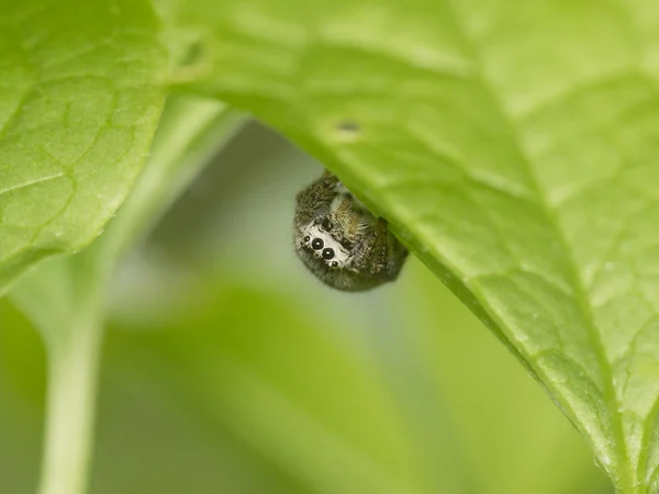 Spin op een groen blad — Stockfoto