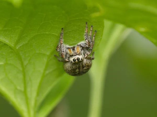 Spinne auf einem grünen Blatt — Stockfoto