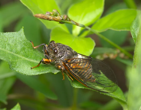 Insect een cicade Stockafbeelding