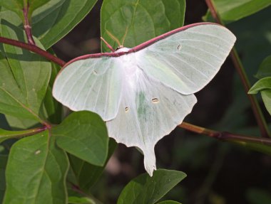 büyük beyaz kelebek