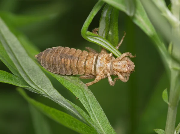 Larva di una libellula dopo una muda — Foto Stock
