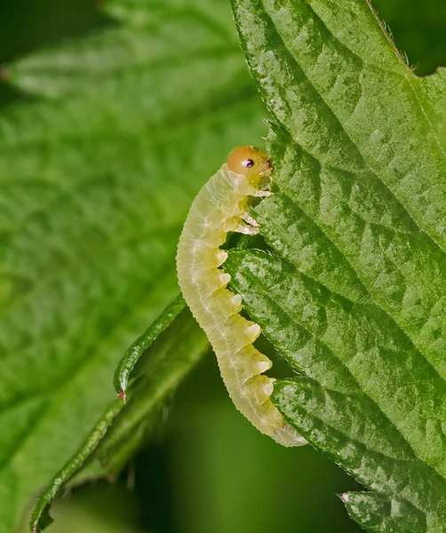 Gröna stora larv på ett blad — Stockfoto