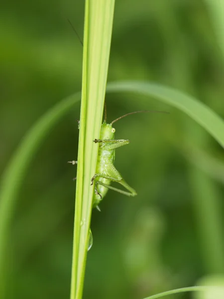 Grön gräshoppa — Stockfoto