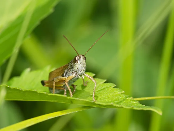 Gray grasshopper among a green grass — Stock Photo, Image