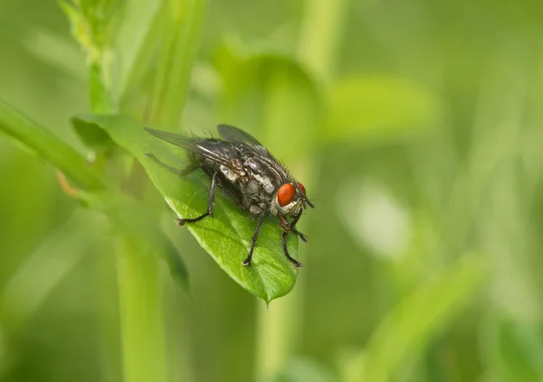 Mosca grande — Fotografia de Stock