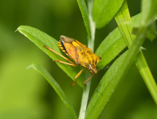 Yellow bug på en grön bakgrund — Stockfoto