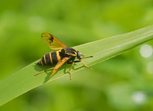 Mosca de rayas grandes — Foto de Stock