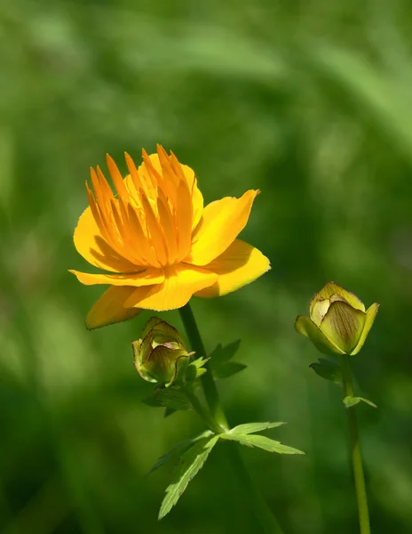 Flor amarilla sobre un fondo verde — Foto de Stock