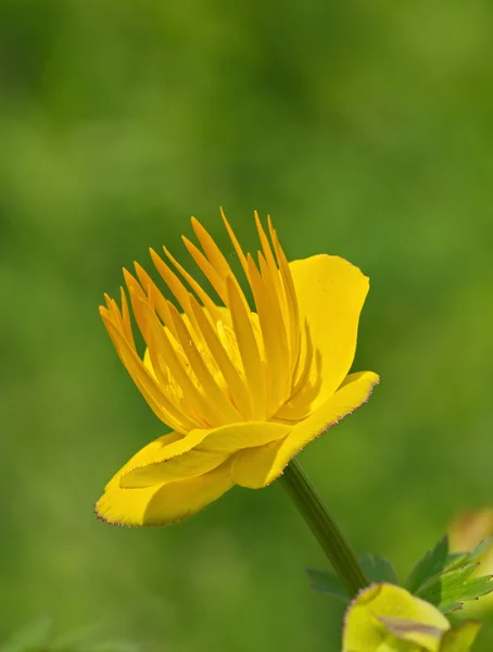 Gele bloem op een groene achtergrond — Stockfoto